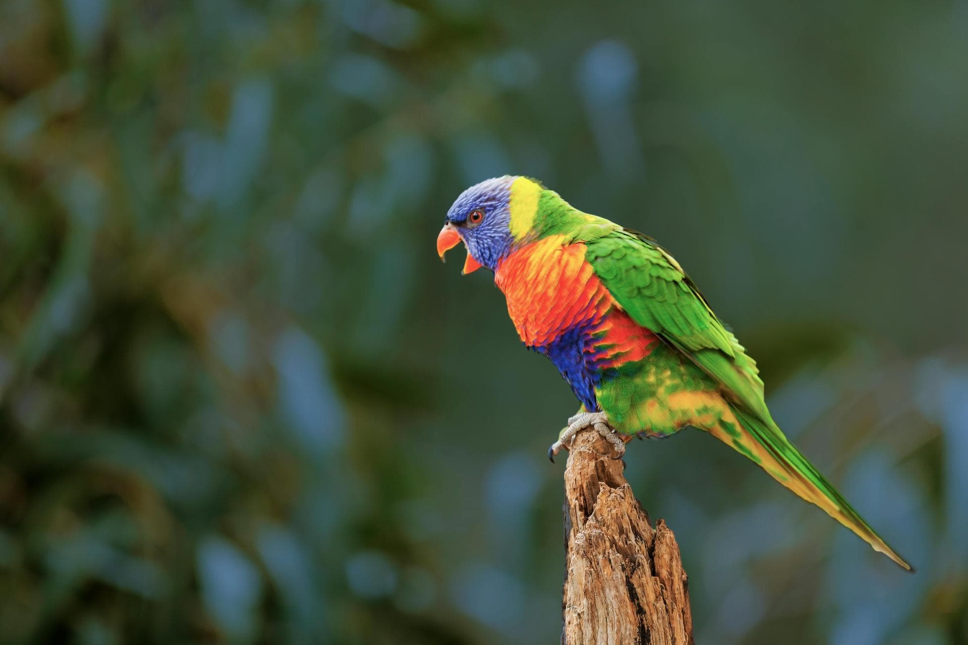 Specialist Vets in Baton Rouge